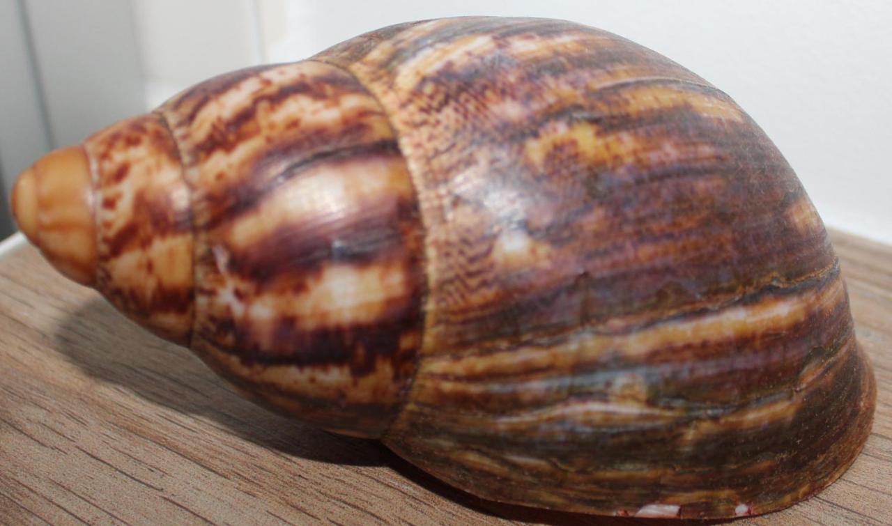 Groden4 Fewo Im Nordischen Stil Wangerooge Esterno foto